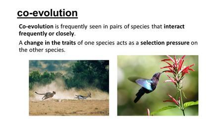 Co-evolution Co-evolution is frequently seen in pairs of species that interact frequently or closely. A change in the traits of one species acts as a selection.