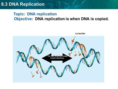 The DNA molecule unzips in both directions.