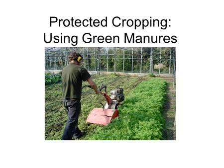 Protected Cropping: Using Green Manures. Why? Compost / manure availability or quality may fall short. Improvement of wider soil health. We need to reduce.