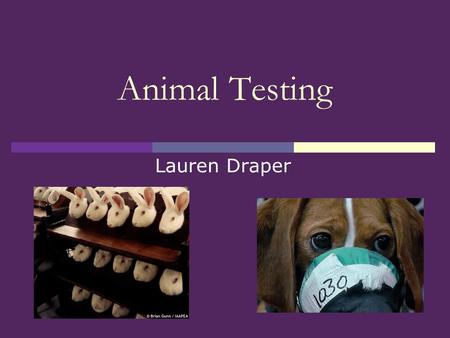 Animal Testing Lauren Draper. Animal Testing  History  Animal Welfare Act 1999  Pros  Cons  Current NZ issue: Psychoactive Substances Act (aka party.