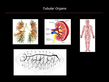 Tubular Organs. Tracheal Development DT LT DB Dysfusion (Dys) is a bHLH-PAS Protein bHLHPAS-1PAS-2.