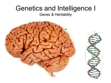 Genetics and Intelligence I Genes & Heritability.