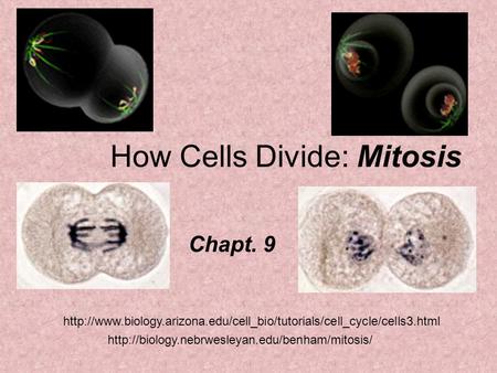 How Cells Divide: Mitosis Chapt. 9