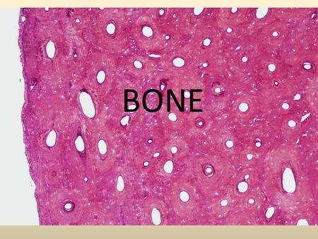 BONE. Support. Bone is hard and rigid; cartilage is flexible yet strong. Cartilage in nose, external ear, thoracic cage and trachea. Ligaments- bone to.