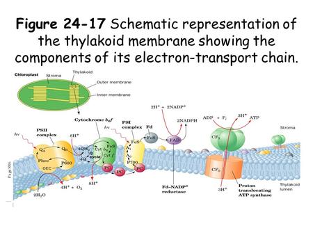 Figure 24-17Schematic representation of the thylakoid membrane showing the components of its electron-transport chain. Page 886.