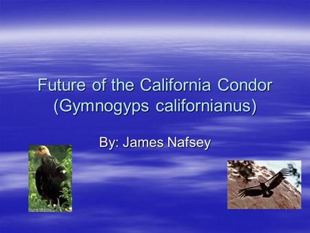 Future of the California Condor (Gymnogyps californianus) By: James Nafsey.