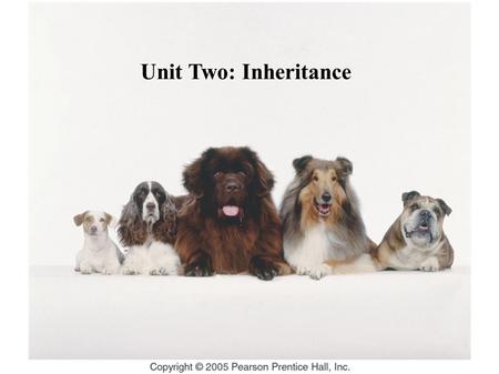 Unit Two: Inheritance. Chapter 9 DNA: The Molecule of Heredity 9.1 How did scientists discover that genes are made of DNA? 9.2 What is the structure of.