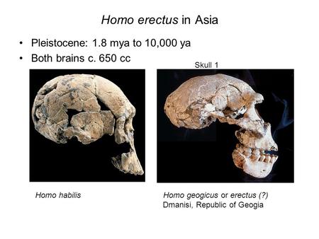 Homo erectus in Asia Pleistocene: 1.8 mya to 10,000 ya Both brains c. 650 cc Homo habilis Homo geogicus or erectus (?) Dmanisi, Republic of Geogia Skull.
