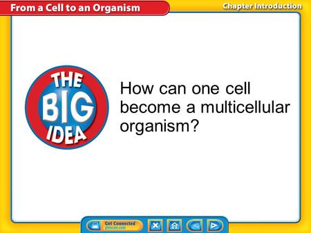 How can one cell become a multicellular organism?