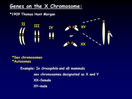 Genes on the X Chromosome: *Sex chromosomes *Autosomes Example: In Drosophila and all mammals sex chromosomes designated as X and Y XX=female XY=male *1909.