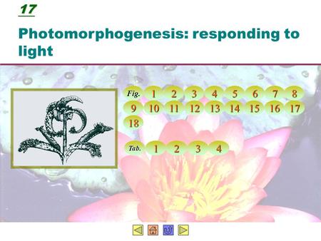 Photomorphogenesis: responding to light