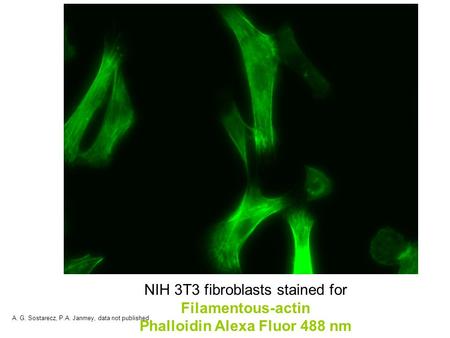 NIH 3T3 fibroblasts stained for Filamentous-actin Phalloidin Alexa Fluor 488 nm A. G. Sostarecz, P.A. Janmey, data not published.
