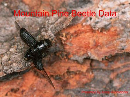 Mountain Pine Beetle Data Presented by Anina Hundsdörfer.
