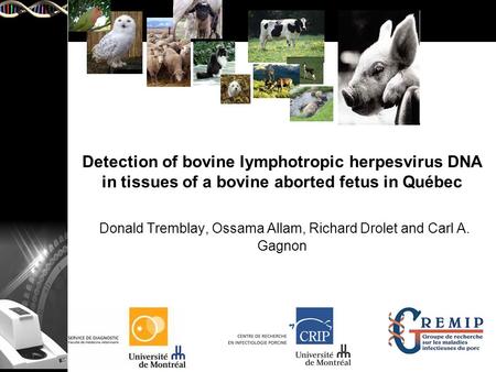 Detection of bovine lymphotropic herpesvirus DNA in tissues of a bovine aborted fetus in Québec Donald Tremblay, Ossama Allam, Richard Drolet and Carl.