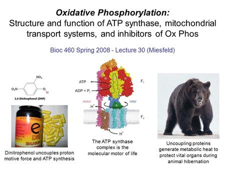 Oxidative Phosphorylation: Structure and function of ATP synthase, mitochondrial transport systems, and inhibitors of Ox Phos Bioc 460 Spring 2008 - Lecture.