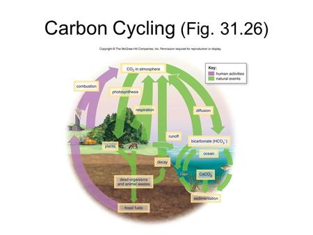 Carbon Cycling (Fig. 31.26). Nitrogen Cycling (Fig. 31.24)
