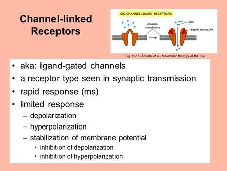 Channel-linked Receptors aka: ligand-gated channels a receptor type seen in synaptic transmission rapid response (ms) limited response –depolarization.