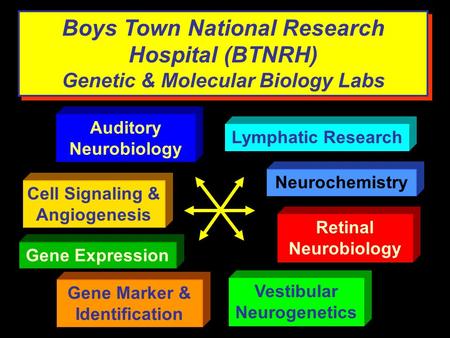 Boys Town National Research Hospital (BTNRH) Genetic & Molecular Biology Labs Auditory Neurobiology Vestibular Neurogenetics Neurochemistry Retinal Neurobiology.