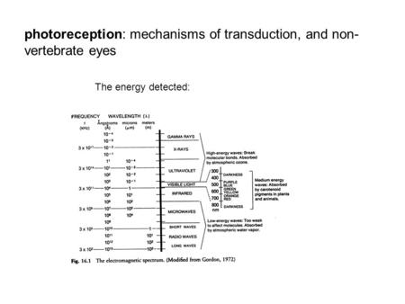 Photoreception: mechanisms of transduction, and non- vertebrate eyes The energy detected:
