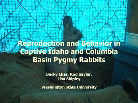 Reproduction and Behavior in Captive Idaho and Columbia Basin Pygmy Rabbits Becky Elias, Rod Sayler, Lisa Shipley Washington State University.