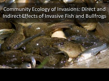 Community Ecology of Invasions: Direct and Indirect Effects of Invasive Fish and Bullfrogs.