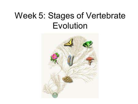 Week 5: Stages of Vertebrate Evolution. Phylogenies: Trees of Life Linnaeus: Linnaean System of Classification Based on similarity of traits Hierarchical: