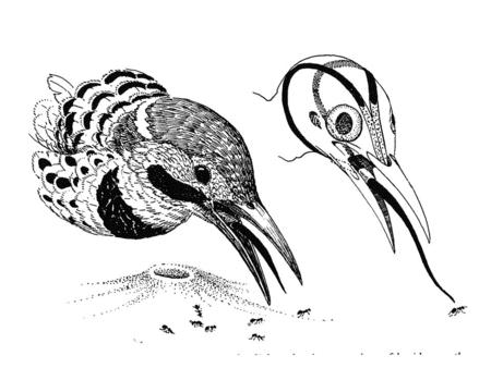 Ericson 2008 Ratites and Tinamous Nightjars, owlet-nightjars, potooes, oilbird, frogmouths, hummingbirds, swifts Shorebirds, gulls, auks Pelicans, cormorants,