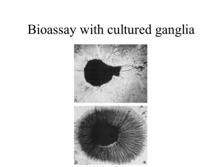 Bioassay with cultured ganglia. Transport of NGF.