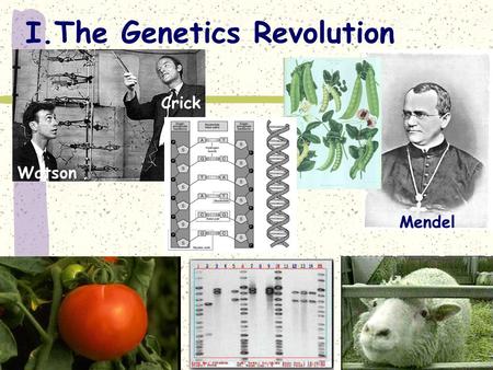 I.The Genetics Revolution Watson Crick Mendel Introducing DNA.