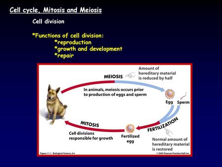 Cell cycle, Mitosis and Meiosis Cell division *Functions of cell division: *reproduction *growth and development *repair.