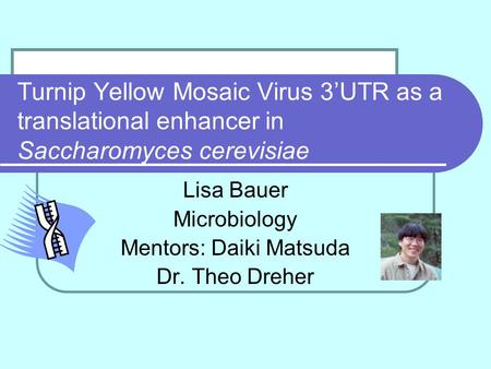 Turnip Yellow Mosaic Virus 3’UTR as a translational enhancer in Saccharomyces cerevisiae Lisa Bauer Microbiology Mentors: Daiki Matsuda Dr. Theo Dreher.
