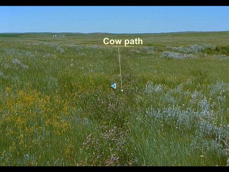 Cow path SUMMARY  ADAPTIVE SYSTEMS MUST HAVE:  REST  DISTURBANCE  BIODIVERSITY  GOOD RULES  RESPONSIBILTY.