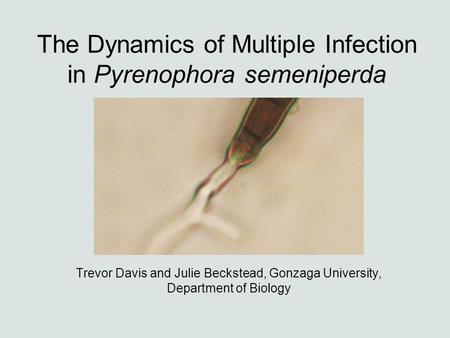 The Dynamics of Multiple Infection in Pyrenophora semeniperda Trevor Davis and Julie Beckstead, Gonzaga University, Department of Biology.