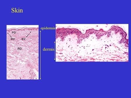Skin epidermis dermis. Skin -- Dermal-Epidermal Junction.