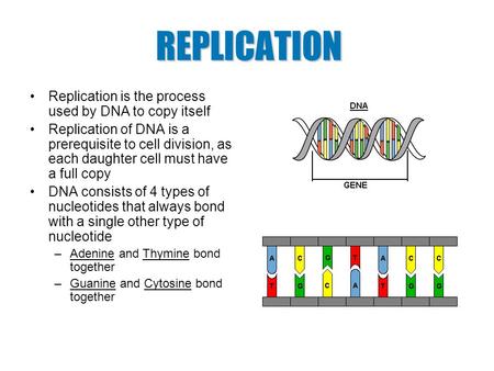 Replication is the process used by DNA to copy itself Replication of DNA is a prerequisite to cell division, as each daughter cell must have a full copy.