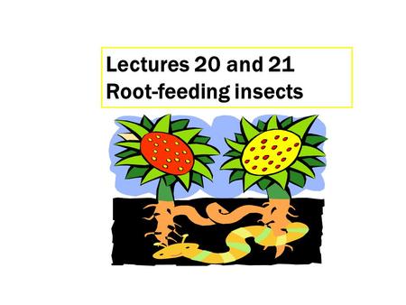 Lectures 20 and 21 Root-feeding insects. Weevils Rostrum.