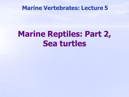 Marine Reptiles: Part 2, Sea turtles Marine Vertebrates: Lecture 5.