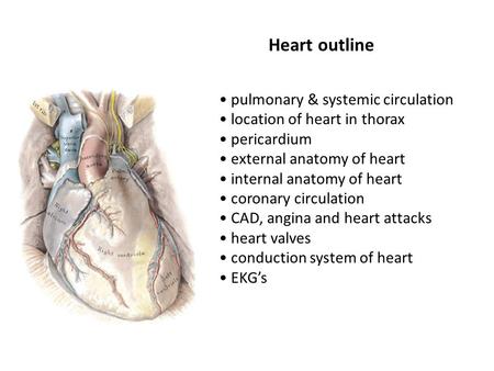 Heart outline pulmonary & systemic circulation