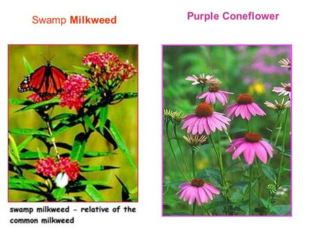 Swamp Milkweed Purple Coneflower. Big Bluestem Black eyed Susan.