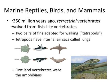Marine Reptiles, Birds, and Mammals ~350 million years ago, terrestrial vertebrates evolved from fish-like vertebrates – Two pairs of fins adapted for.