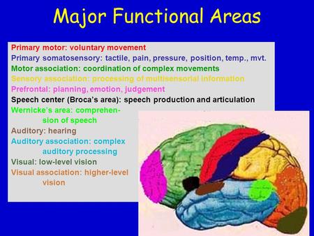 Major Functional Areas Primary motor: voluntary movement Primary somatosensory: tactile, pain, pressure, position, temp., mvt. Motor association: coordination.