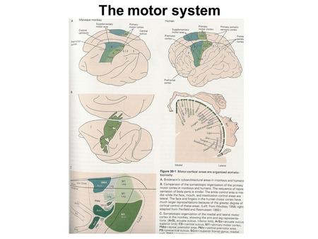 Motor cortical areas: the homunculus The motor system.