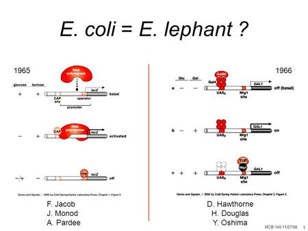 MCB 140 11/27/06 1 E. coli = E. lephant ? F. Jacob J. Monod A. Pardee D. Hawthorne H. Douglas Y. Oshima 19651966.