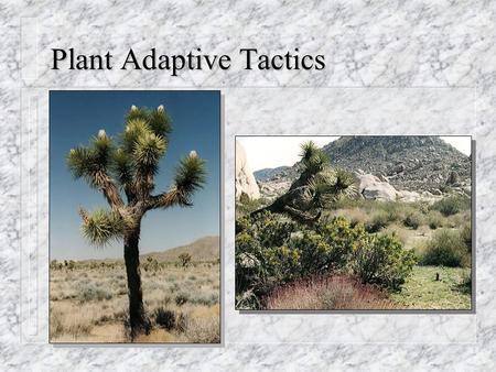 Plant Adaptive Tactics. External Factors  Stress – phenomena which limit photosynthetic production and growth.  Disturbance – factors causing partial.