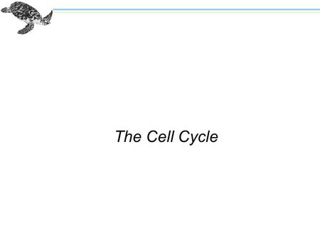 The Cell Cycle. The Cell Theory: All organisms consist of cells and arise from preexisting cells n Mitosis is the process by which new cells are generated.