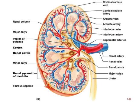 Figure 25.3b. Renal Vascular Pathway Figure 25.3c.