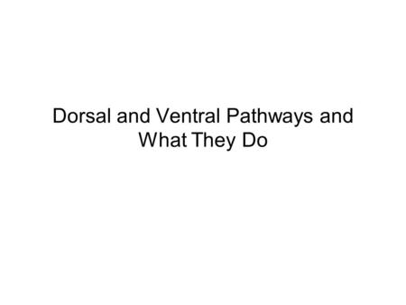 Dorsal and Ventral Pathways and What They Do. Dorsal and Ventral Pathways visual information arrives at V1 via the retinostriate pathway it is already.