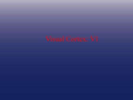 Visual Cortex: V1. V1 lateral view medial view calcarine sulcus.