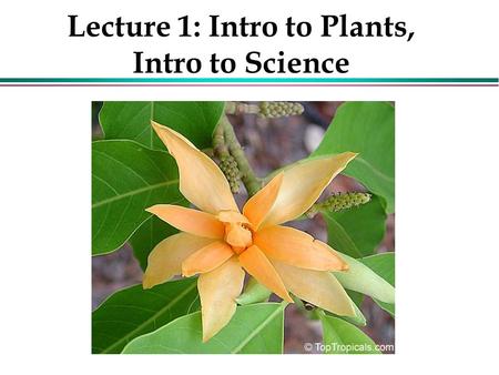 Lecture 1: Intro to Plants, Intro to Science. Why do we love plants? Plants are: