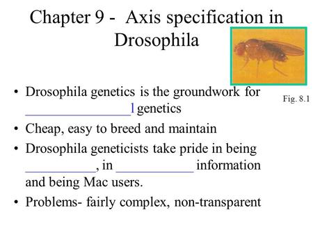 Chapter 9 - Axis specification in Drosophila Drosophila genetics is the groundwork for _______________l genetics Cheap, easy to breed and maintain Drosophila.